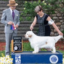 Gertie - Clumber Spaniel
