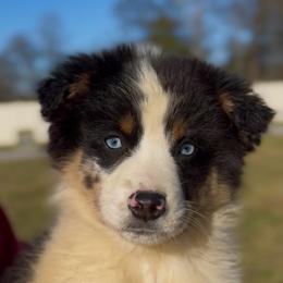 Ember - Girl 1 - Blue merle female Miniature Australian Shepherd puppy in Murfreesboro, Tennessee from Norby's Mini Aussies