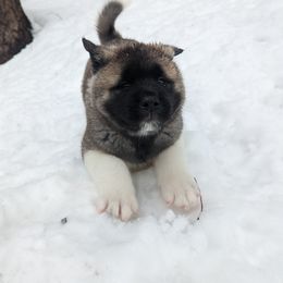 Akita Puppies from Ryan Johnston's Akitas