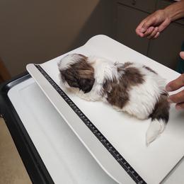 Shih Tzu Puppies from Tammy's Shihtzu Shack