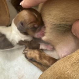 Minnie Mouse - Piebald female Dachshund puppy in Clarksville, Virginia from K&C Miniature Dachshunds