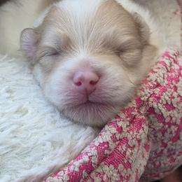 Jasper - Cream sable parti male Pomeranian puppy in Littleton, Colorado from Blaylock's Pomeranian Puppies