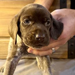 Lime Green - Liver roan male German Shorthaired Pointer puppy in Laurel, Montana from Upland Points Gun Dogs