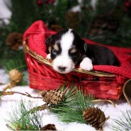 Luna - Black tri female Miniature American Shepherd puppy in Kalama, Washington from Lone Pine Miniature American Shepherds