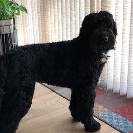 Australian Labradoodle Puppies from Whimsical Australian Labradoodles