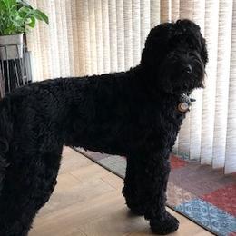Australian Labradoodle Puppies from Whimsical Australian Labradoodles