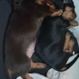 Walter - Chocolate and tan male Dachshund puppy in St Johns, Arizona from Glamorous Doxies