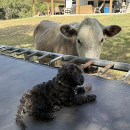 Cavapoo, Cockapoo, Goldendoodle, and Maltipoo Puppies from Perdue Puppies