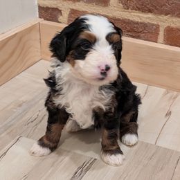 Ranger - Tri-color male Bernedoodle puppy in Reinholds, Pennsylvania from Mountain Top Bernedoodles