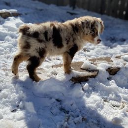 Miniature Australian Shepherd Puppies from Mels Mini Aussies