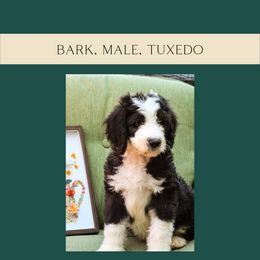 Bark - Black and white Bernedoodle puppy in Woodland, Georgia from Bethel Doodle Ranch