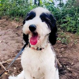 Blaze - Sheepadoodle