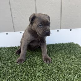 Purple callor - Gray brindle female Cane Corso puppy in Morgan Hill, California from Corso Empire