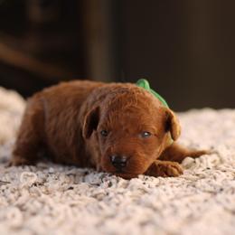 Dark green - Red  male Poodle puppy in Pottersville, Missouri from Christina Miller's Poodles