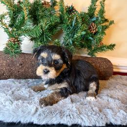 Girl 2 - Black and tan female Yorkipoo puppy in Henderson, North Carolina from Dorans Danes and Doodles