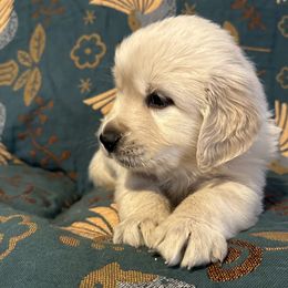 Golden Retriever Puppies from Loposky Goldens