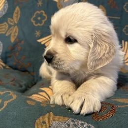 Golden Retriever Puppies from Loposky Goldens