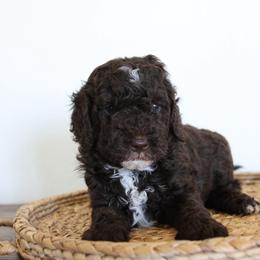 Chocolate female - Chocolate female Goldendoodle puppy in Hobbs, New Mexico from Goldie Locks Golden Retrievers & Doodles