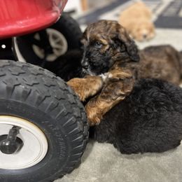 Saint Berdoodle Puppies from Highland Ridge Doodles