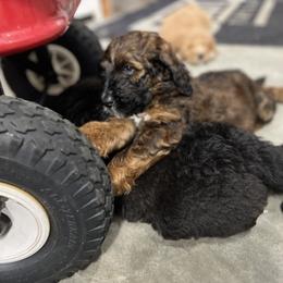 Saint Berdoodle Puppies from Highland Ridge Doodles
