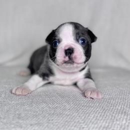 Obsidian - Blue male Boston Terrier puppy in West Jefferson, Ohio from Kline Kennels