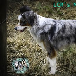 Moose - Toy Australian Shepherd