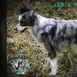 Moose - Toy Australian Shepherd