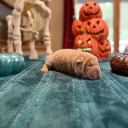 Phantom - Lilac dilute male Chinese Shar-Pei puppy in Auburn, Kansas from Justin's Chinese Shar-Pei