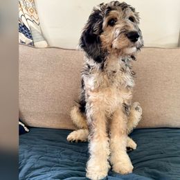Dallas - Merle Goldendoodle puppy in Lititz, Pennsylvania from Heyday Doodles