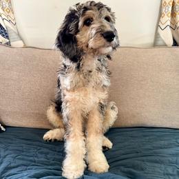 Dallas - Merle Goldendoodle puppy in Lititz, Pennsylvania from Heyday Doodles