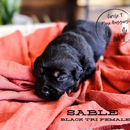Sable - Black tri female Miniature Australian Shepherd puppy in Apache Junction, Arizona from Circle T Mini Aussies