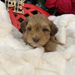Oberon - Wheaten male Miniature Schnauzer puppy in Menifee, California from Moonshine’s Minis