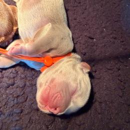 Orange collar Isabella - Liver male French Bulldog puppy in Jefferson City, Missouri from Central Frenchie Haven