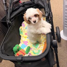 Estella - White female Cavapoo puppy in Hickory, North Carolina from Homegrown Spaniels