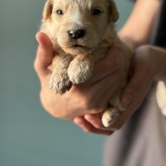 Peppermint - Cream male Whoodle puppy in Gladewater, Texas from Kalin’s K9s