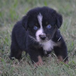 Jade - Black Tri Female - Black tri female Miniature Australian Shepherd puppy in Gravette, Arkansas from DiamondR Mini Aussies @ DiamondR Farm & Kennel
