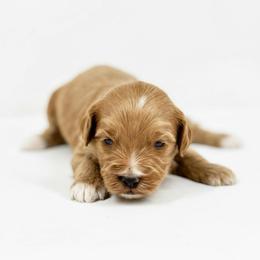 Girl 3 - Red female Australian Labradoodle puppy in Columbus, Montana from Comfort Doodle