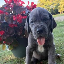 Navy - Blue female Great Dane puppy in Tyler, Texas from Blessed By Danes