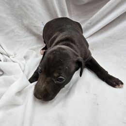 Italian Greyhound Puppies from Heartland Iggys