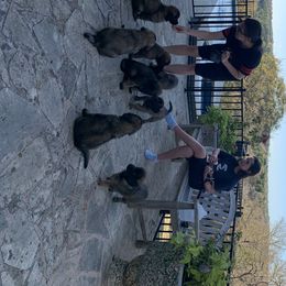 Leonberger Puppies from Yvain Leonbergers, LLC