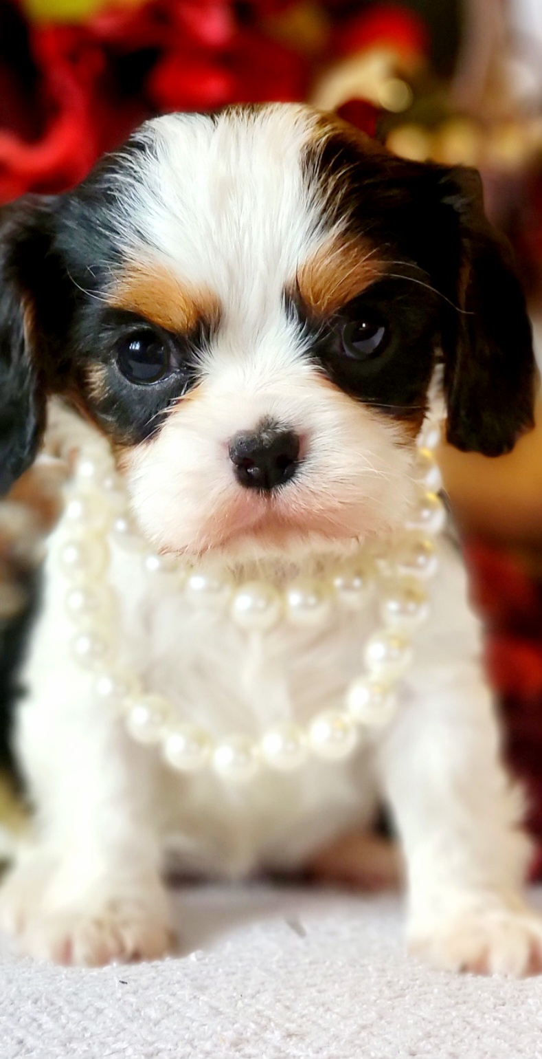 Cavalier King Charles Spaniel Puppies from Puppyloversplace