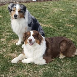 Australian Shepherds from Western Skies Aussies
