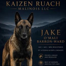 Jake O’Mali Barron-Ward - Belgian Malinois