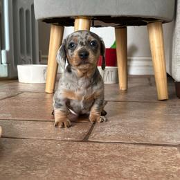 Spots - Dapple male Dachshund puppy in San Diego, California from Dachshunters