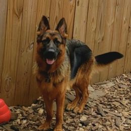 Diva - German Shepherd