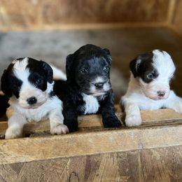 Springerdoodles from Grit & Grace Kennels