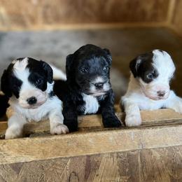 Springerdoodles from Grit & Grace Kennels