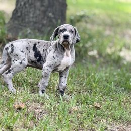 Creed - Merle male Great Dane puppy in Montgomery, Texas from KD Sweet Southern Danes