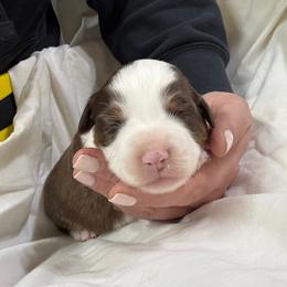 Boy 3 - male Miniature American Shepherd puppy in Elmore City, Oklahoma from Rikashay Kennels