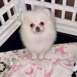 Creama De Dulce - Cream female Pomeranian puppy in East Mountain, Texas from Fairchild Fancy Pomeranians and Coachella Pomeranians
